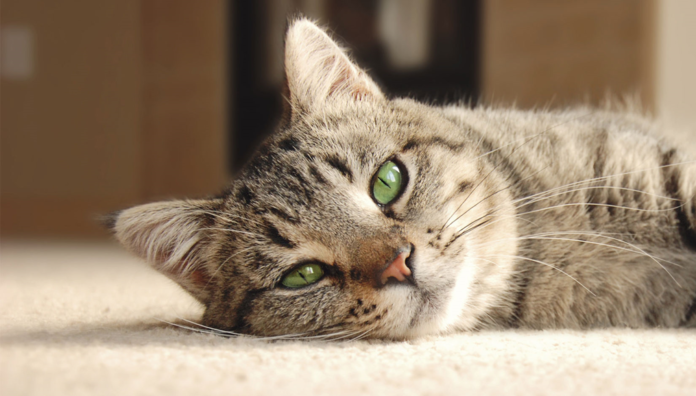 Are CBD Cat Treats The Right Choice For Your Pet Are CBD Cat Treats The Right Choice For Your Pet