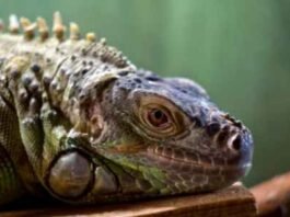How To Find The Right Supplements For Your Reptiles