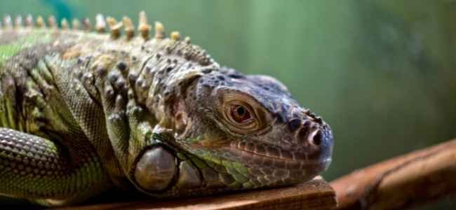 How To Find The Right Supplements For Your Reptiles How To Find The Right Supplements For Your Reptiles