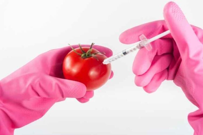 5 Genetically Modified Food Pros And Cons Buzz Blog Box 1480