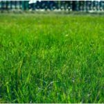 How to Plant Grass A Beginner’s Guide