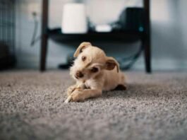 Adorable Dog Rugs: Which Ones are Safe for Pets