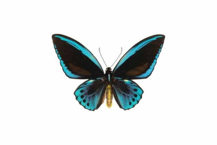 Black and Blue Butterfly