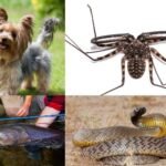 Animals That Start with T