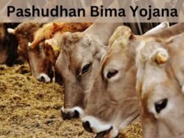 Pashudhan Bima Yojana