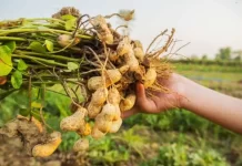 Packing Peanuts Edible: Know if you can eat Packing Peanuts or not Packing Peanuts Edible
